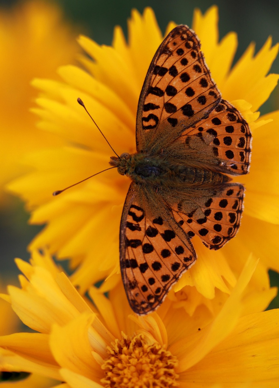 butterfly, flower, beautiful flowers, pollinate, pollination, flower wallpaper, insect, winged insect, butterfly wings, bloom, blossom, flower background, flora, fauna, nature, close up